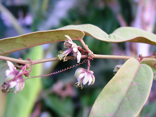 เสาวรสสยาม Passiflora siamica Craib<br/>PASSIFLORACEAE